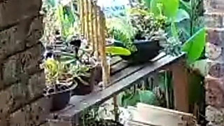 Cuckold Boss Wanted Me to Fuck His Slut Wife He Jerks off