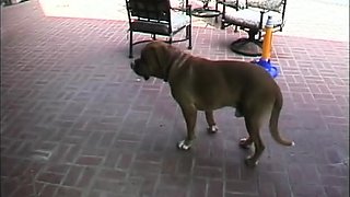 Magdalenas ride in the bathroom Anal Blonde Blowjob Cumshot