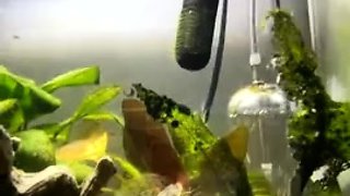 Big Boobs Cam Sex Toys more