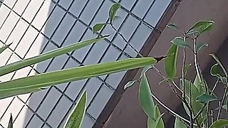 Peeing on a Potted Plant