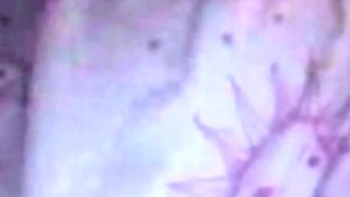 Chubby French Girl seduces