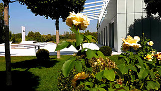 Rocco Wild Interracial Gangbang Orgy