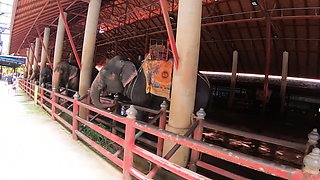 Feeding elephants and sex at home after with big ass Thai GF