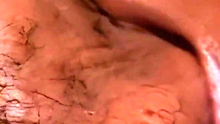 The African Stallion