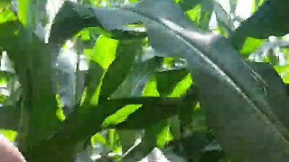 Squirt in Corn Field