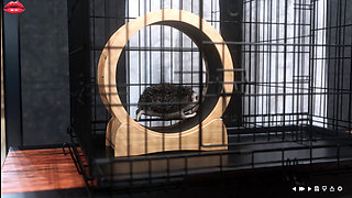 Mrs Denvers 17 Wanda and Lois Spend Quality Time Together in Swimingpool