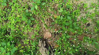 desi tribal worker doggy sex with farm owner