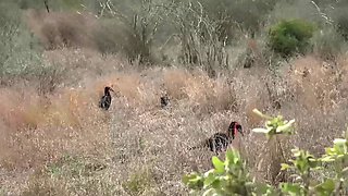 Super Tight Ebony Pussy Pounded By BWC