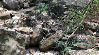 Jungle Adventures 2.3 Fucking Deep in the Woods