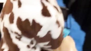 Mr Lucky Life - vertical trailer