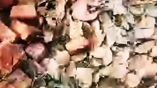 Desi Girlfriend Showing Hot Young Pussy