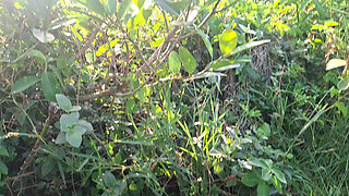 Porcelain Doll meets a fan on beach