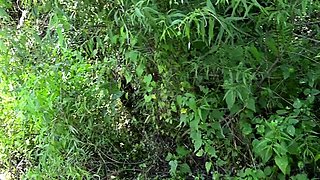 Miss Ellie - Bts Nature Walk And Masturbation On Trail