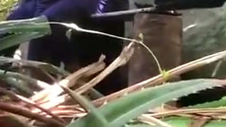 Indian Couples Are Sex in Jungle