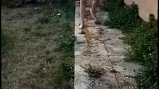 Pee and Walk Compilation (7 Clips)