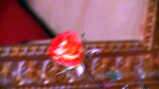 Bolly Dancer s Sensual Art