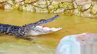 Topless babes riding on big crocodile