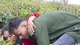 Stranger Help Tea Garden Girl.