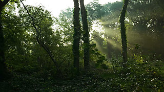 Ceampie in a Forest